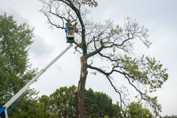 Best Tree Trimming and Pruning  in Ontario, OR